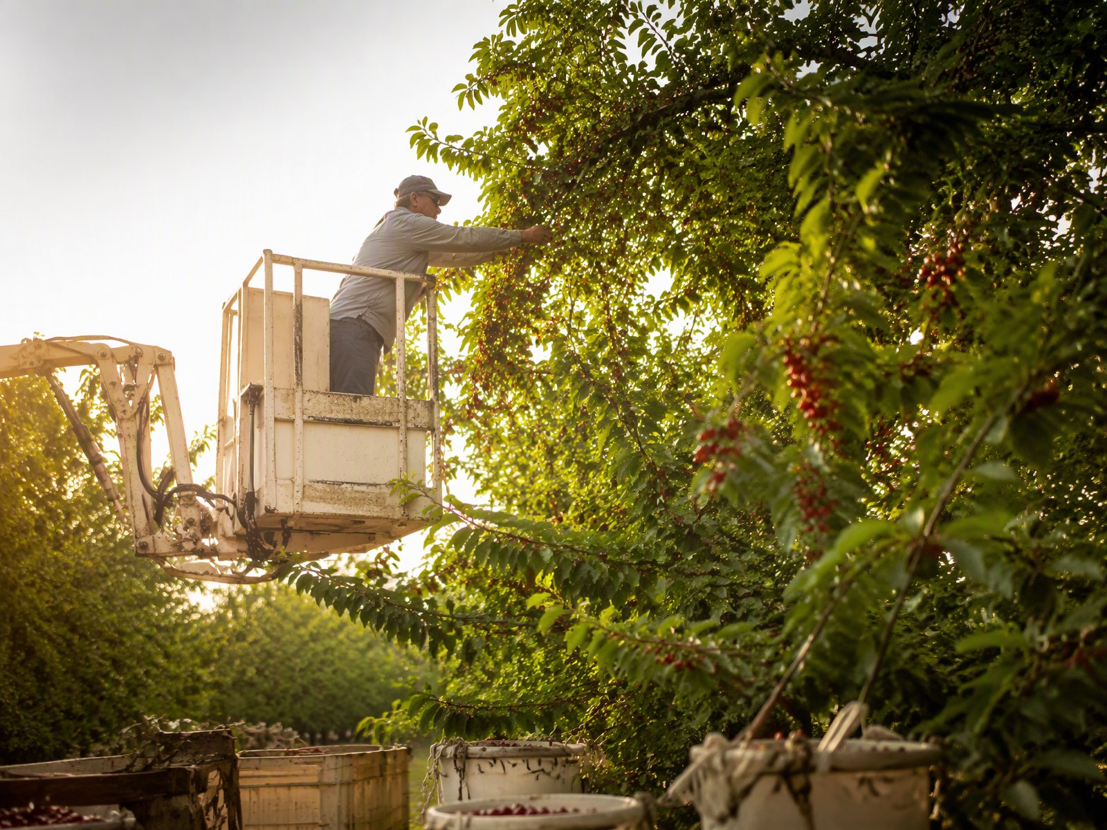 Cherry picker reaching into a sunlit tree, harvest baskets below