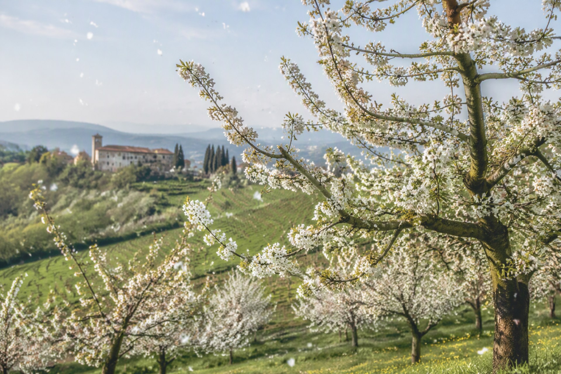 Spring in Goriška Brda