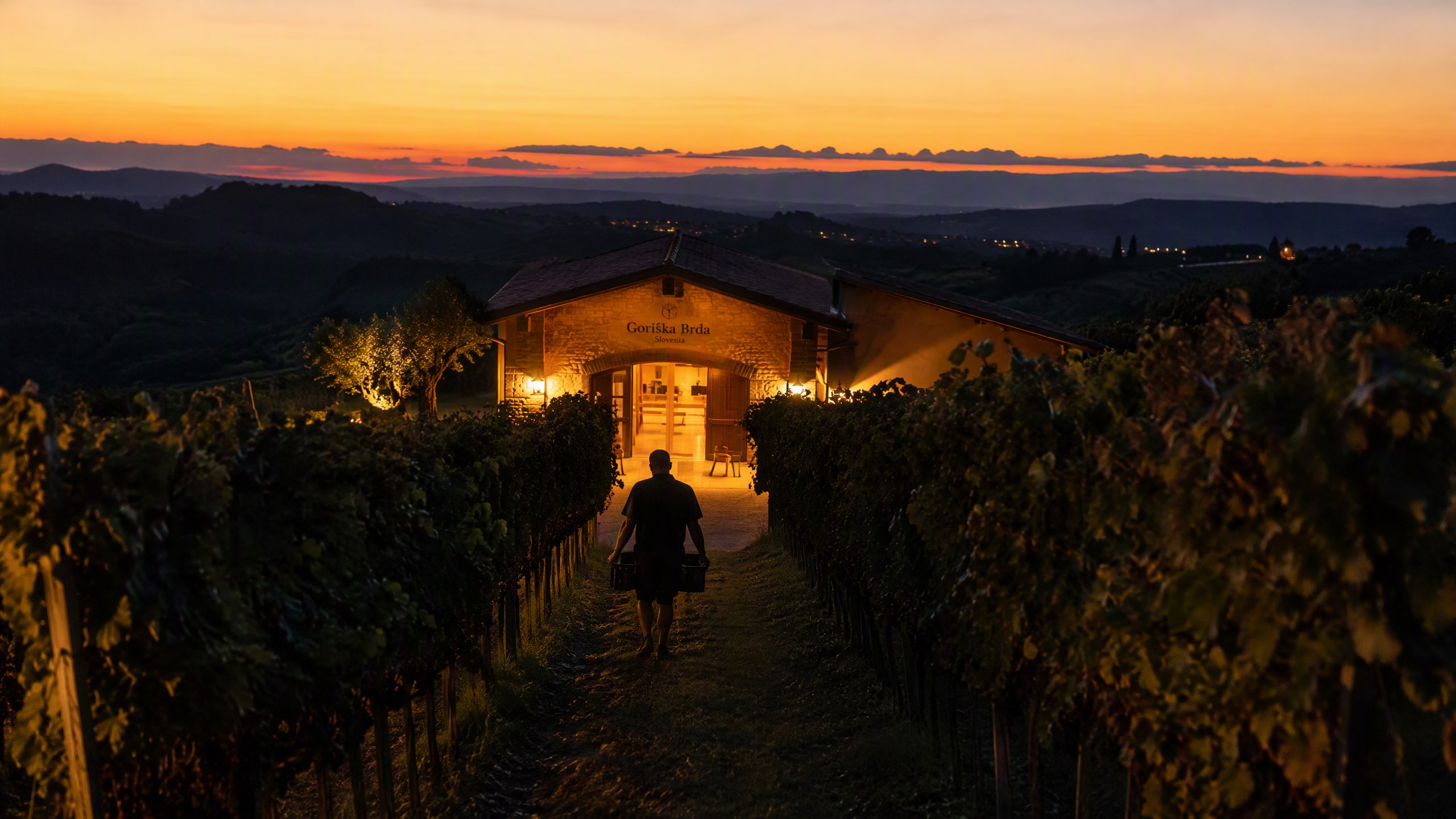 Vineyard rows at harvest dusk leading to a lit cellar door