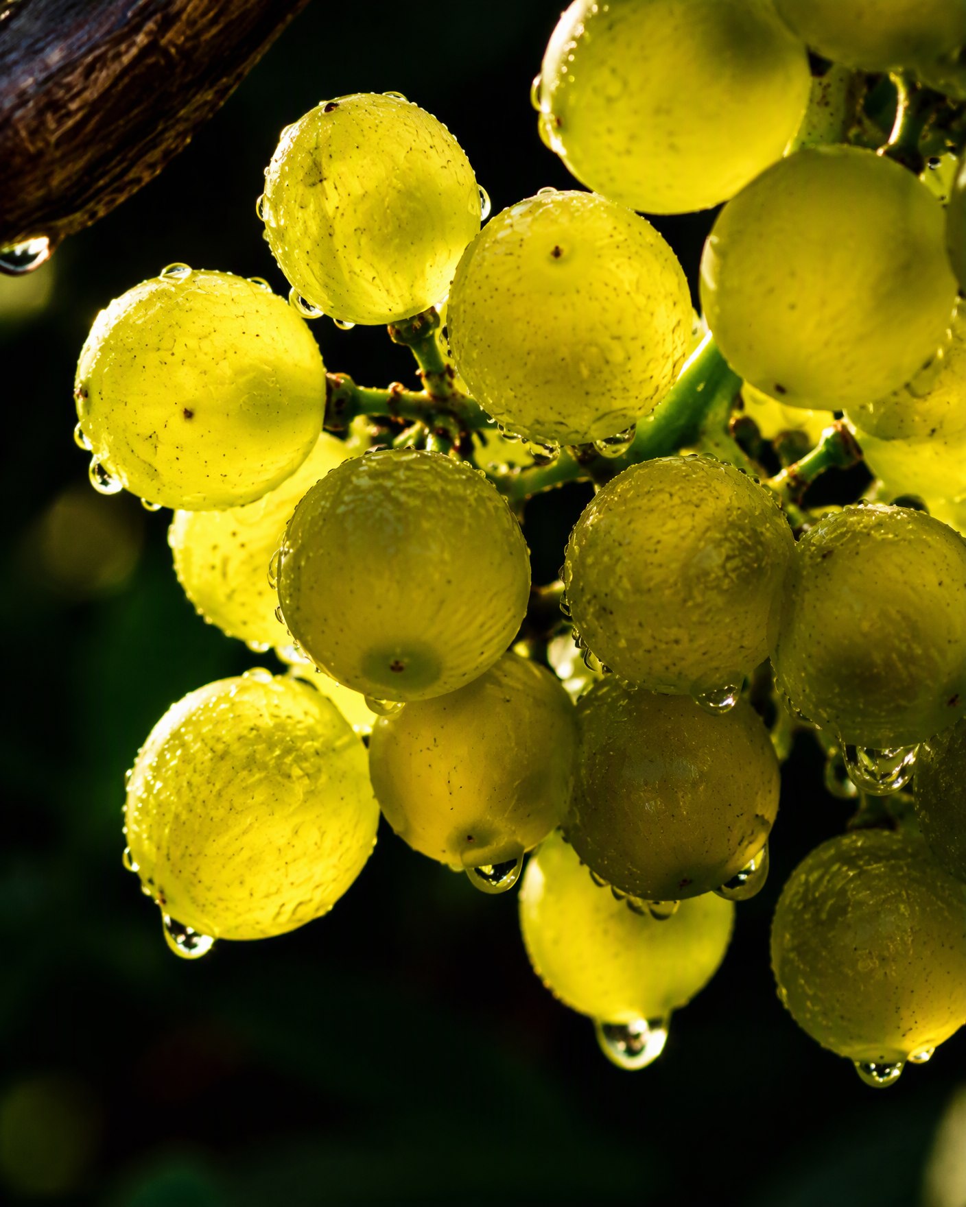 Macro of a Rebula grape cluster with morning dew