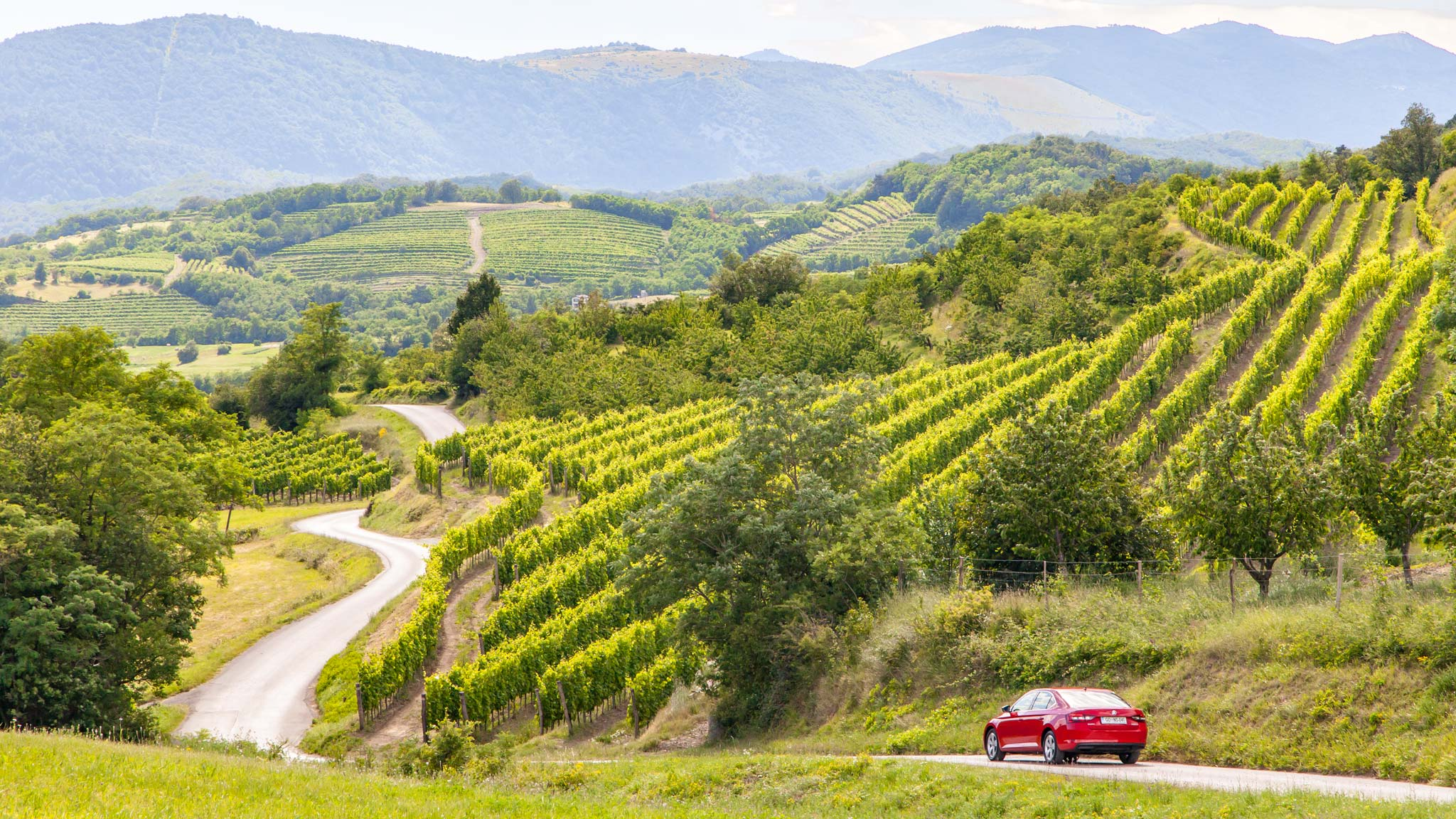 Vipava Valley vineyards beneath mountain backdrops