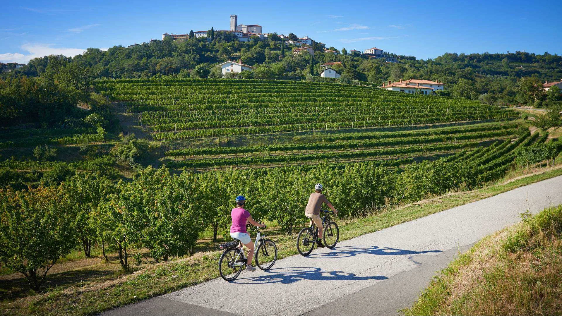 Cyclists riding through the rolling green hills of Goriška Brda