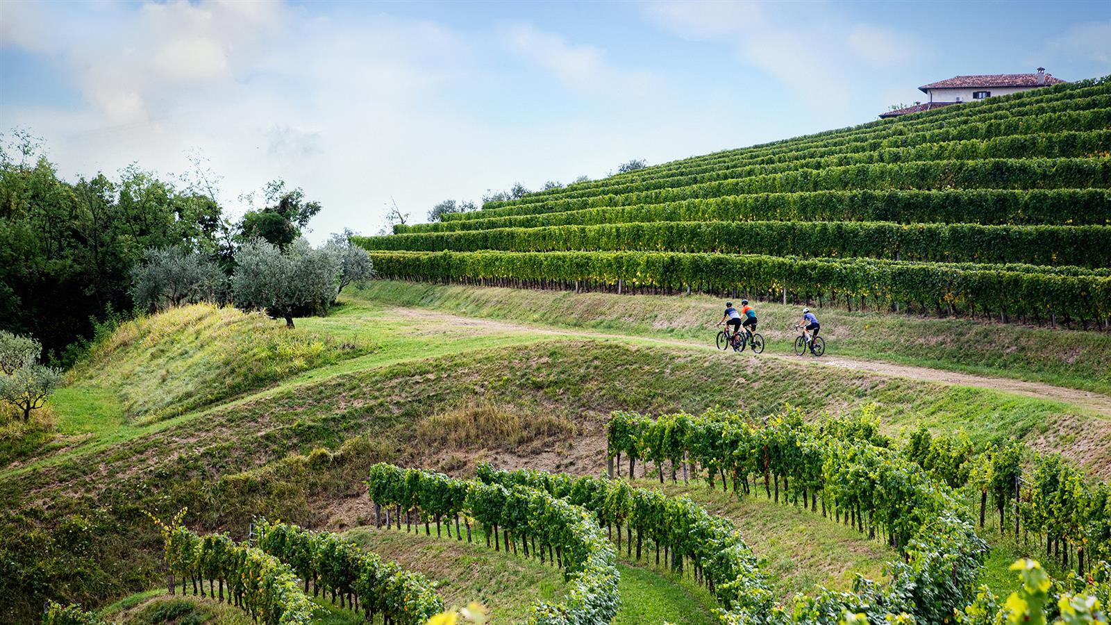 Cycling through the scenic vineyards and countryside of Friuli Venezia Giulia