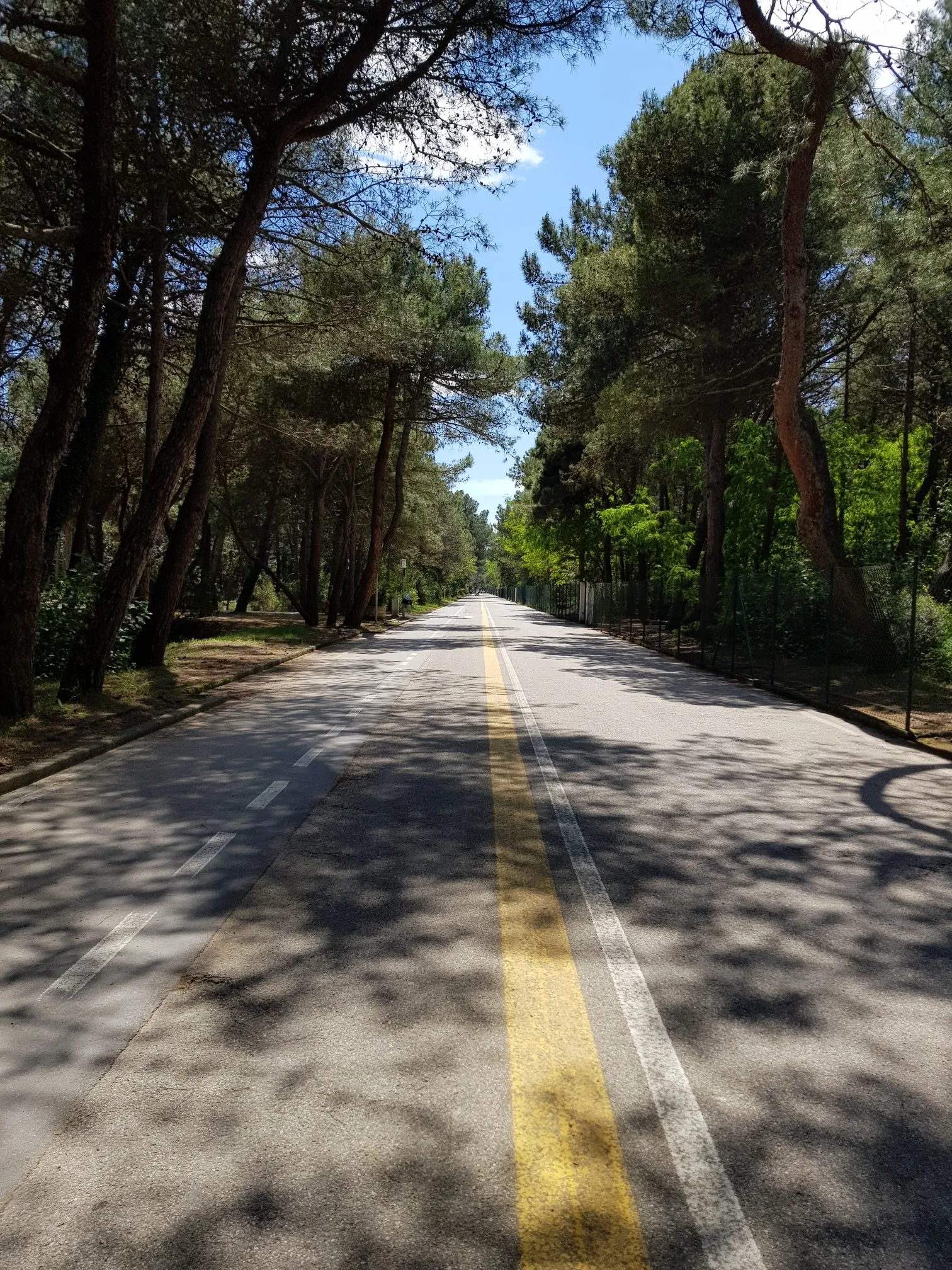 A scenic cycling path through pine forests near the Stella River