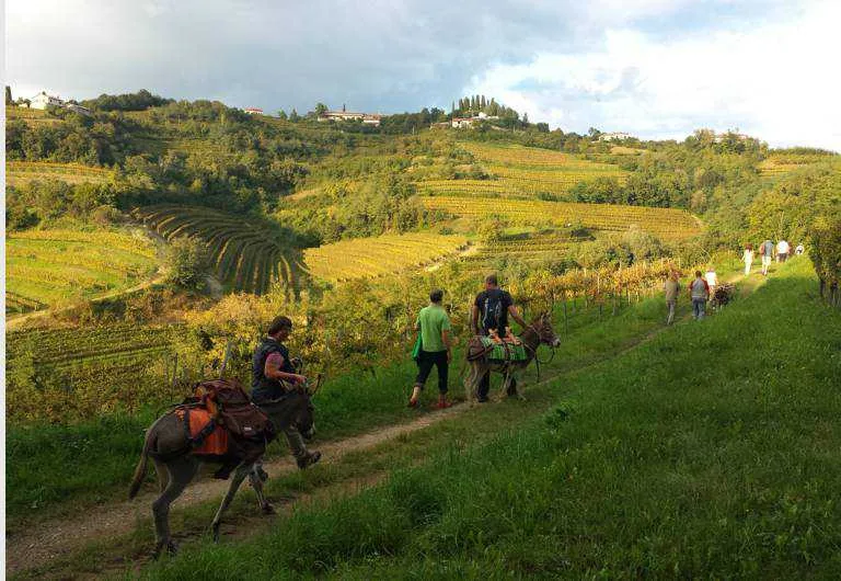 Hiking through the vineyard trails of Goriška Brda