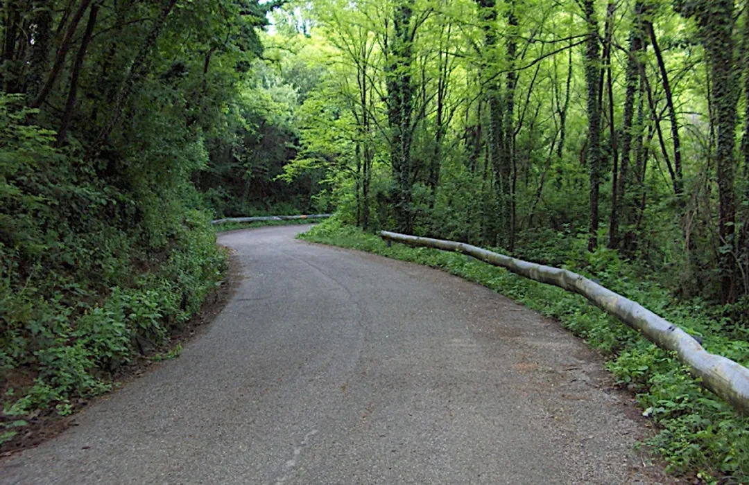 Winding road through lush forest leading to Rafut Park