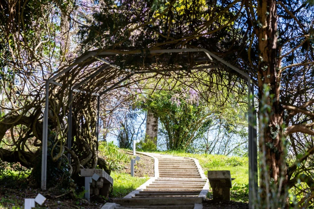Stone staircase through wisteria-covered archway in Rafut Park